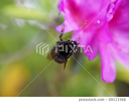 Abu invited by a pink azalea 89113366