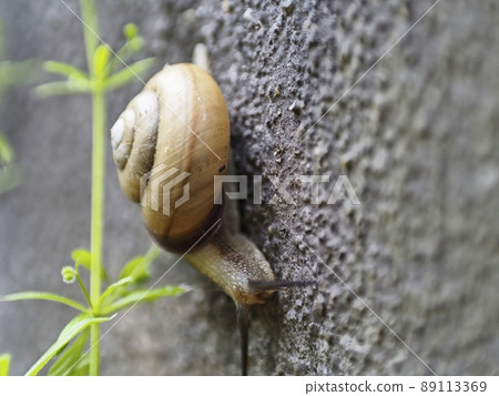 Weapons, spears, snails, and medama are all out. 89113369