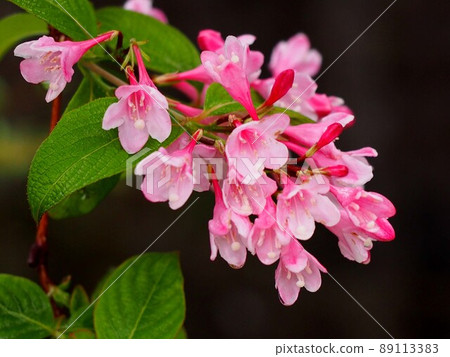 Yamautsugi after the rain (pink flowers of a mountain sky tree filled with raindrops) Yamautsugi after the rain (pink flowers of a mountain sky tree filled with raindrops) 89113383