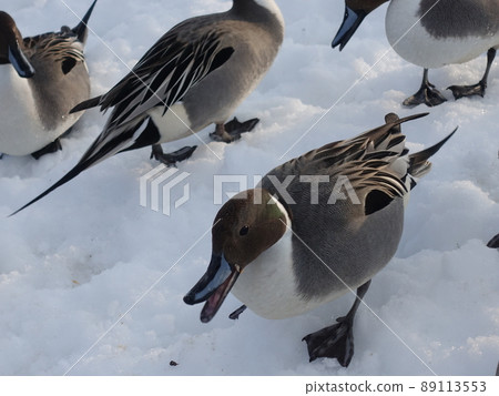 冬鳥候鳥鴨 89113553