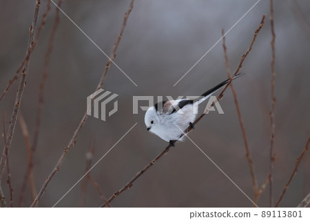 Long-tailed tit perching on a dead tree Long-tailed tit perching on a dead tree 89113801