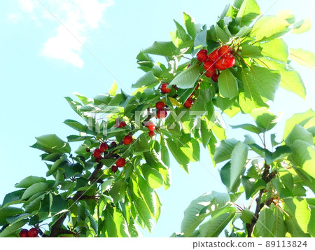 Cherry cherry 89113824