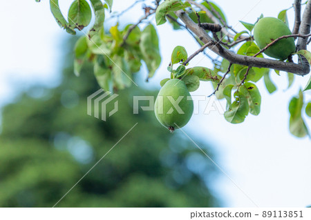 水果水果 89113851