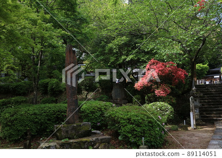 Dazaifu Tenmangu Shrine Tobiume Azalea Dazaifu Tenmangu Shrine Tobiume Azalea 89114051