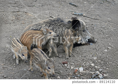 Beautiful little pigs wild in nature. Wild boar. Animal in the forest Beautiful little pigs wild in nature. Wild boar. Animal in the forest 89114110