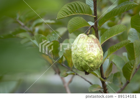 Green guava fruit hanging on tree in agriculture farm. 89114181