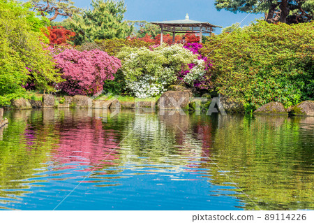 Azaleas reflected in the pond 89114226
