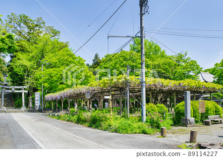 東京都昭島市灰島公園千歲紫藤 89114227