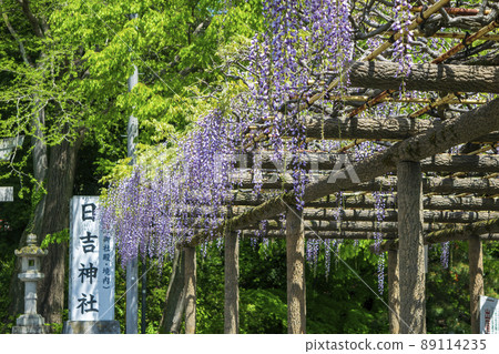 Haijima Park, Akishima City, Tokyo Chitose Wisteria Haijima Park, Akishima City, Tokyo Chitose Wisteria 89114235