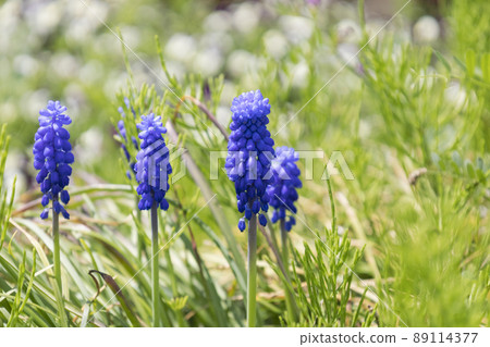 穆斯卡里，鬱金香的配角 89114377