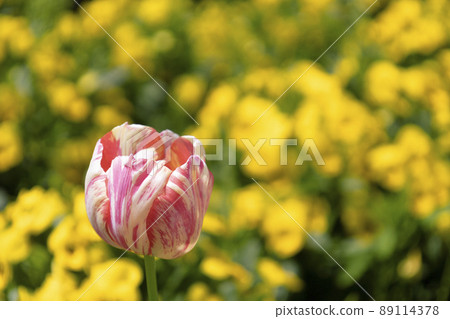 單鬱金香 89114378