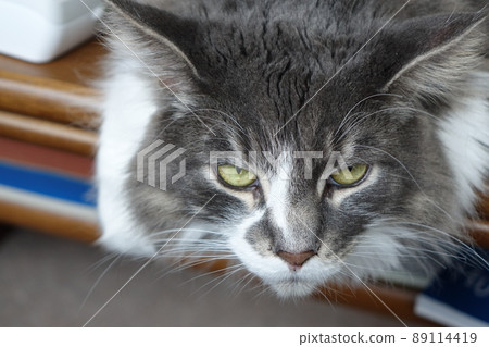 Norwegian Forest Cat face up Norwegian Forest Cat face up 89114419