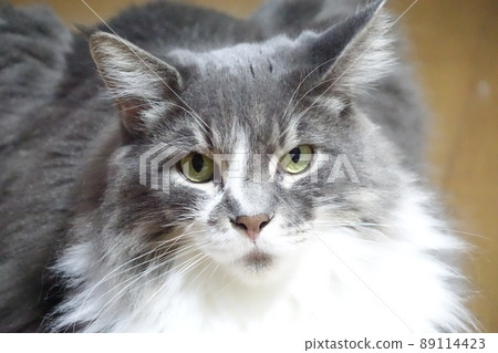 Dignified face, Norwegian Forest Cat Dignified face, Norwegian Forest Cat 89114423