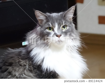 Norwegian Forest Cat, a cat with a rich coat Norwegian Forest Cat, a cat with a rich coat 89114424