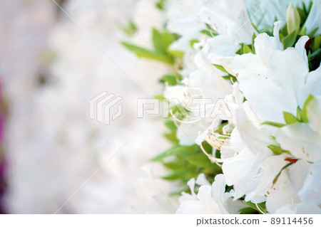 Azalea 89114456
