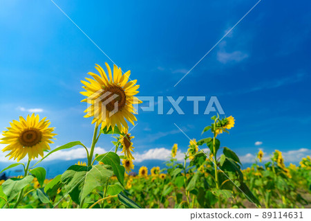 [夏季材料]盛開的向日葵[長野縣] 89114631