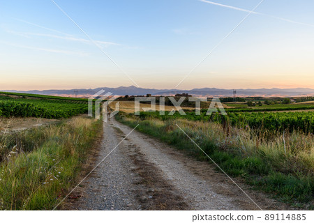Country road through vineyards at sunset in La Rioja region 89114885