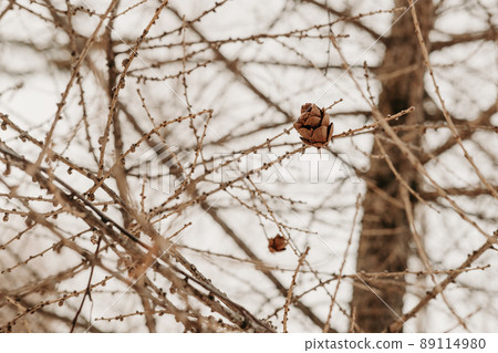Cone on Larix sibirica, Siberian larch or Russian larch. 89114980