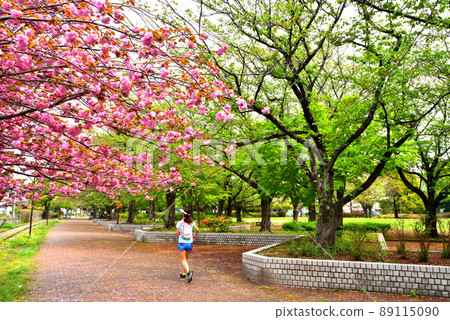 Marathon runner running on Samukawa Ichinomiya Ryokudo where Yoshino cherry trees are scattered and double cherry blossoms are in full bloom 89115090