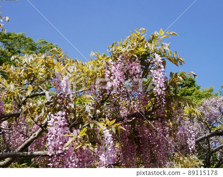 Fuji Japanese wisteria 89115178