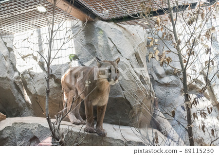 Zoo cougar reacting to something (Puma) 89115230