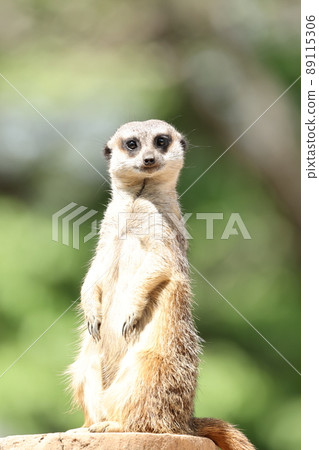 Meerkat on watch Meerkat on watch 89115306
