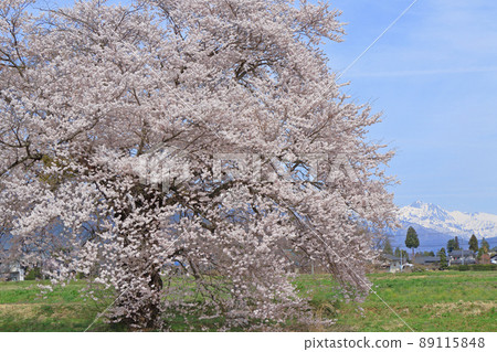 Sunuma's Ichibonzakura Omachi, Nagano Prefecture Sunuma's Ichibonzakura Omachi, Nagano Prefecture 89115848