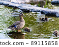 Parent and child of duck 89115858