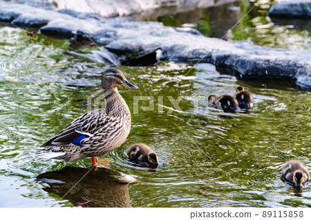 Parent and child of duck Parent and child of duck 89115858