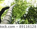 Kyoto Sagano bamboo grove 89116128