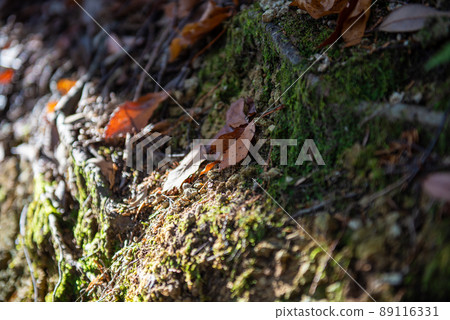 Moss leaves Moss leaves 89116331