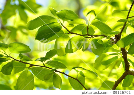 Fresh green Fresh green 89116701