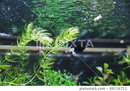 Water surface of the aquarium 89116711