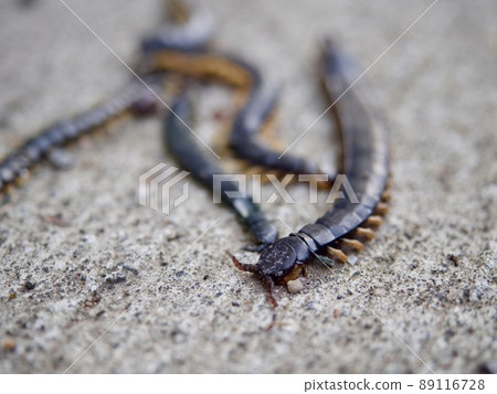Centipede corpse corpse extermination Centipede corpse corpse extermination 89116728