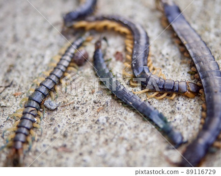 蜈蚣屍體滅絕 蜈蚣屍體滅絕 89116729