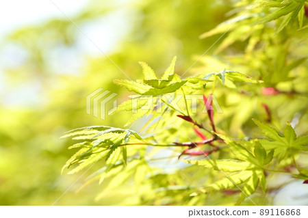 Fresh green Fresh green 89116868