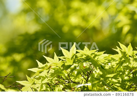 Fresh green 89116878