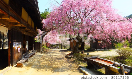 Sakura from Tateba Tea House Sakura from Tateba Tea House 89117366
