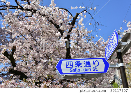 京都高瀨河邊的櫻花 89117507