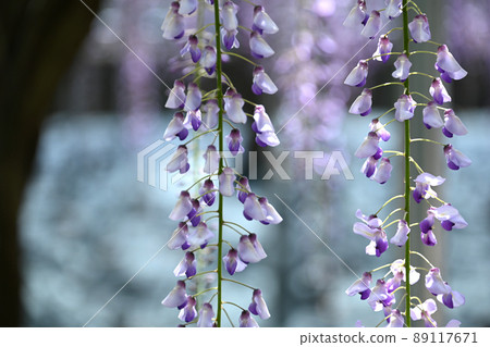 Wisteria flowers  Wisteria flowers 89117671