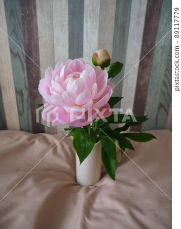 白色花瓶中的淡粉色牡丹和花蕾 89117779