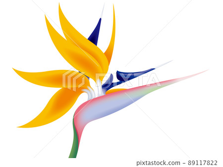 Bird of paradise flower that bloomed brightly, Strelitzia flower Bird of paradise flower that bloomed brightly, Strelitzia flower 89117822