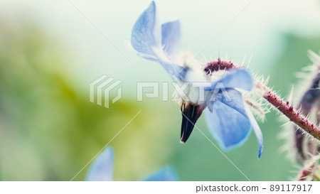 Blue flower that moves slowly in the Calabrian countryside 89117917