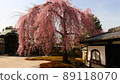 Spring at Kodaiji Temple Spring at Kodaiji Temple 89118070