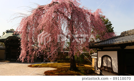 高台寺的春天 89118070