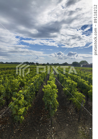 Typical vineyards near Saint-Julien-Beychevelle, Bordeaux, Aquitaine, France Typical vineyards near Saint-Julien-Beychevelle, Bordeaux, Aquitaine, France 89118212
