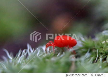 Red mite Red mite 89118248