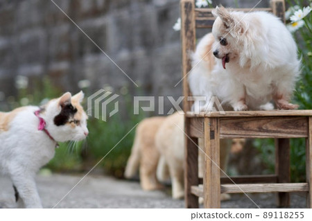 dog and cat 89118255