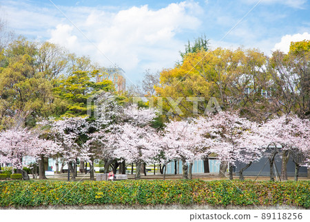 It is the scenery of the Peace Memorial Park in spring. The cherry blossoms are about to be in full bloom. Please have a bright atmosphere. Hiroshima Prefecture 89118256