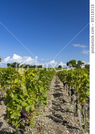 Typical vineyards near Chateau Pichon Longueville Comtesse de Lalande, Bordeaux, Aquitaine, France 89118318